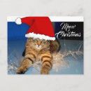 Suche nach weihnachtskatzen postkarten Niedlich