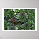 Suche nach hennen poster Natur