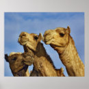 Suche nach cairo poster Adam jones