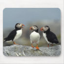 Suche nach papageientaucher mousepads Vogel