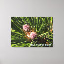 Suche nach pinus Gewohnheit
