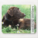 Suche nach hübscher labrador Für alle
