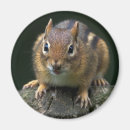 Suche nach quietschen magnete Eichhörnchen