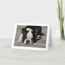 Suche nach schellfische Hund