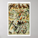 Suche nach antike vögel poster Vintag