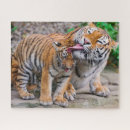 Suche nach sibirische katzen puzzle Tiger