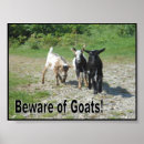 Suche nach ziegen poster Bauernhof
