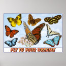 Suche nach regenwälder poster Schmetterlinge