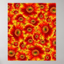 Suche nach gerbera poster Blume
