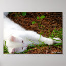 Suche nach kiefernnadeln poster Fotografie