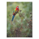 Suche nach rosella poster Vogel