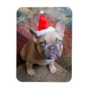 Suche nach french bulldog magnete Welpe