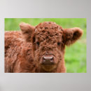 Suche nach niedliches kalb poster Baby