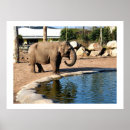 Suche nach habitat poster Animal