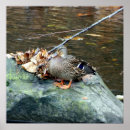 Suche nach mallard poster Natur