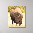 Suche nach amerikanischer bison leinwandbilder Wild lebende tiere