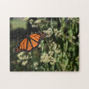 Suche nach monarch Natur