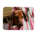 Suche nach glatt magnete Hund