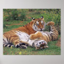 Suche nach bengalisch poster Wildtiere