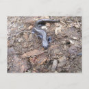 Suche nach salamander postkarten Tier