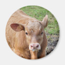 Suche nach kalb magnete Niedlich