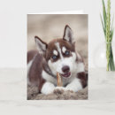 Suche nach siberian husky karten Alaskan malamute