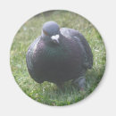 Suche nach pigeon magnete Vögel