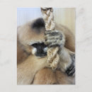 Suche nach gibbon postkarten Affe