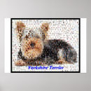 Suche nach yorkshire terrier poster Hund