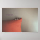 Suche nach kitten poster Tiere