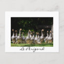 Suche nach weiße ente postkarten Gänse