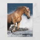 Suche nach palomino postkarten Fantasie