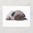 Suche nach mops liebhaber postkarten Süß