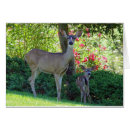 Suche nach kitz postkarten Damhirschkuh