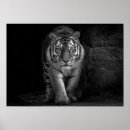 Suche nach wildlife poster Majestätisch