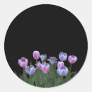 Suche nach hübsche tulpen aufkleber Blumen