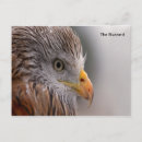 Suche nach bussard poster postkarten Vögel