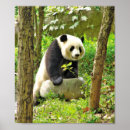 Suche nach panda poster China