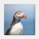 Suche nach puffin magnete Seevogel