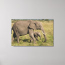 Suche nach loxodonta Masai mara