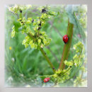 Suche nach ladybug poster Natur