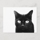 Suche nach katzenaugen postkarten Fotografie