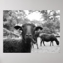 Suche nach schwarzes schaf poster Tier