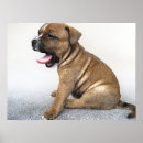 Suche nach staffie Terrier