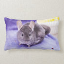 Suche nach chinchilla kissen Für alle