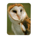 Suche nach uhu magnete Greifvögel