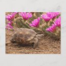 Suche nach blühender kaktus postkarten Rosa