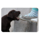 Suche nach labrador magnete Lustig