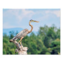 Suche nach graureiher poster Wild lebende tiere