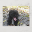 Suche nach alarm postkarten Hund